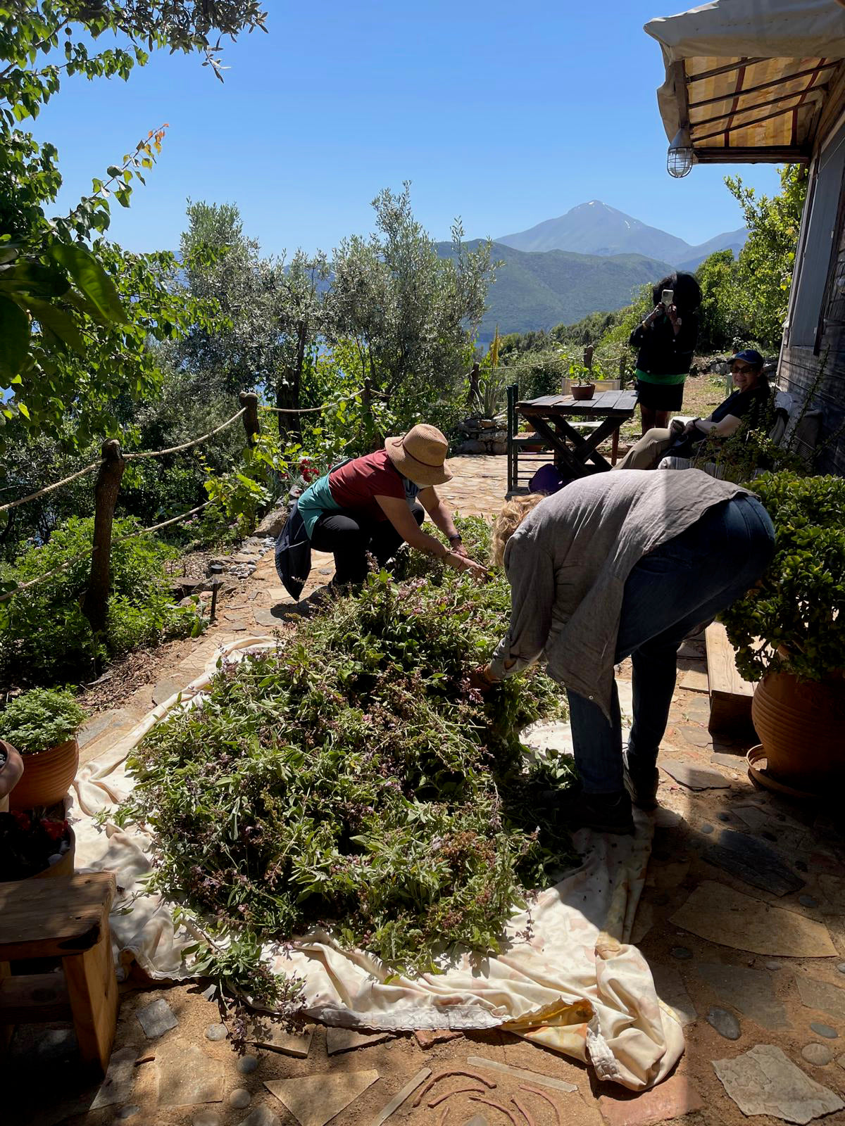 Greek Holistic Herbal Wisdom 2: A Five-Day Seminar in Greece