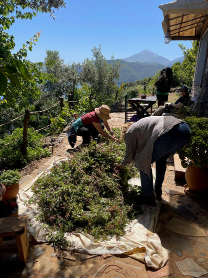 Greek Holistic Herbal Wisdom 2: A Five-Day Seminar in Greece
