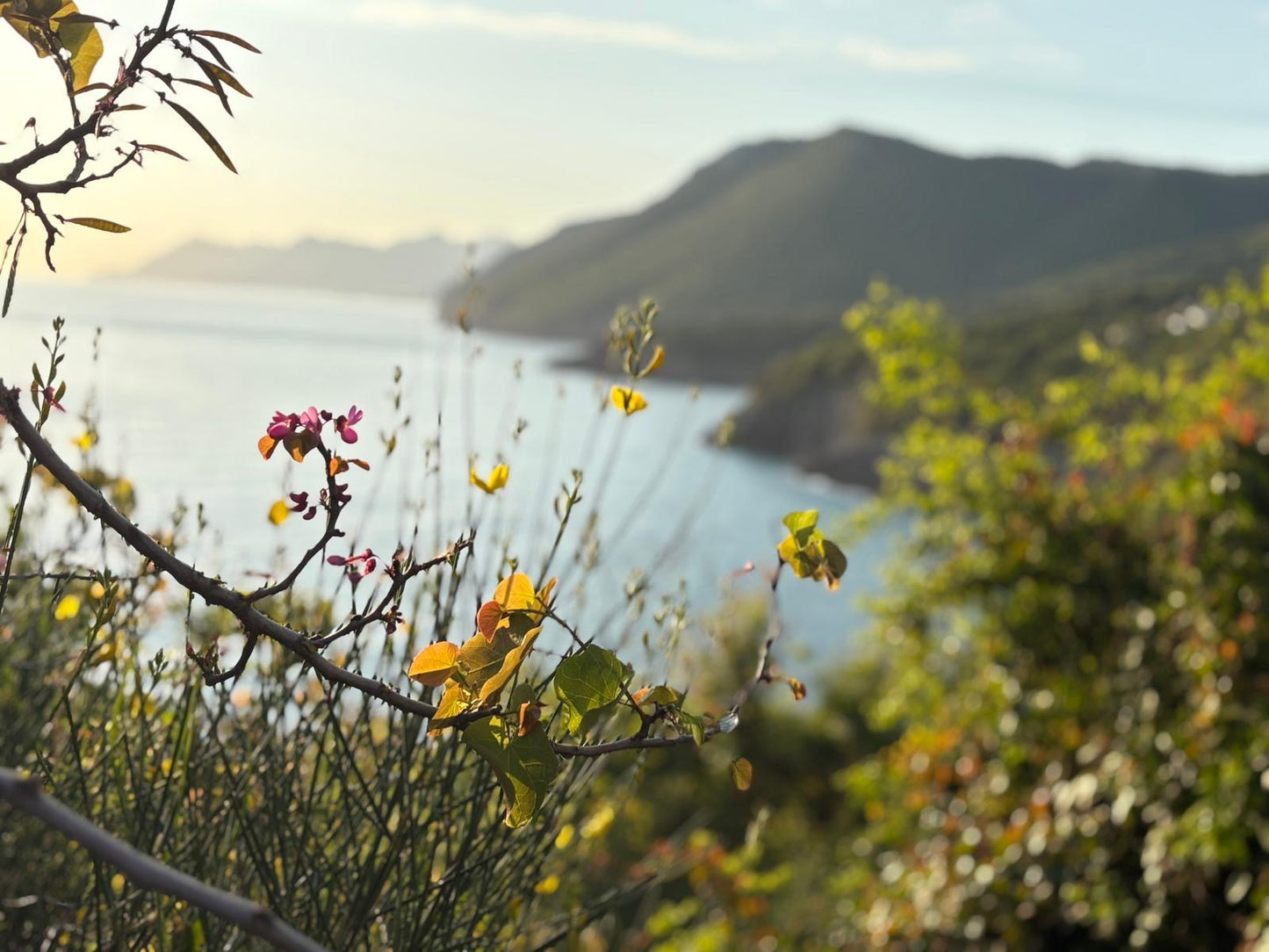 Greek Holistic Herbal Wisdom 2: A Five-Day Seminar in Greece